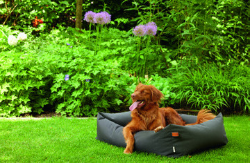 Hond op hondenkussen in een groene tuin